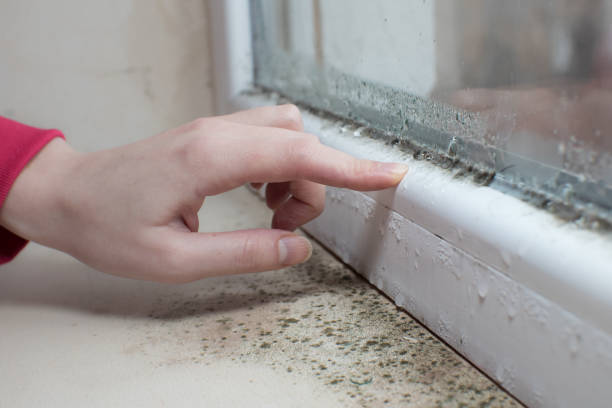 Best Mold Documentation for Insurance Claims  in East Jordan, MI